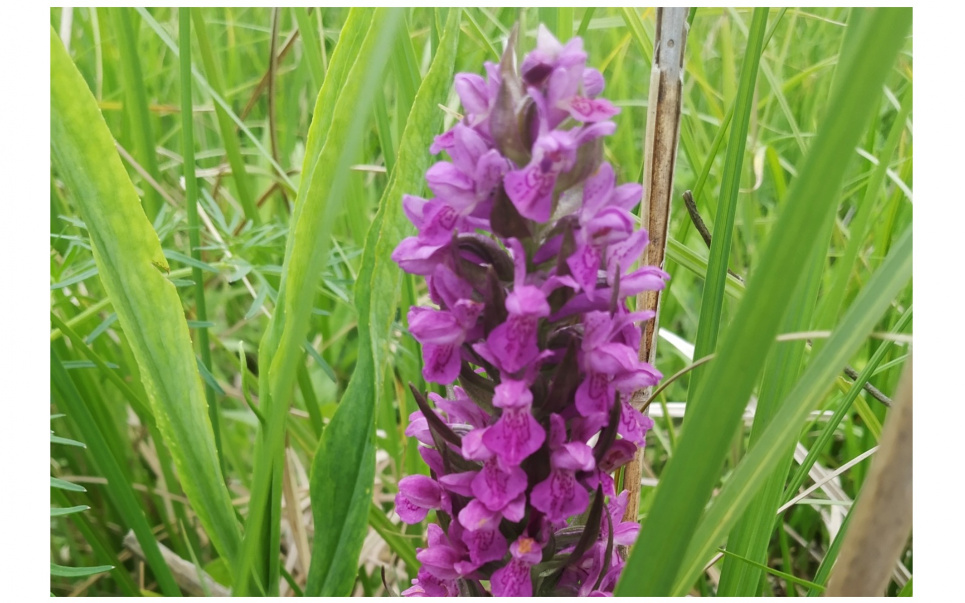 Рідкісна орхідея побачити на Київщині
