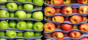 Досвідчені дачники діляться хитрощами зберігання яблук