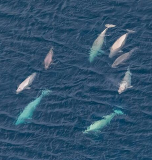 Украину призывают ратифицировать Соглашение об открытом море Фото: Kirill. uyutnov, CC BY-SA 4.0, commons.wikimedia.org