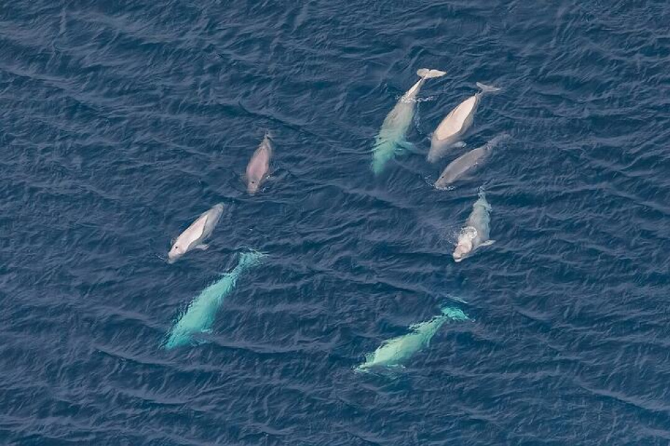 Украину призывают ратифицировать Соглашение об открытом море Фото: Kirill. uyutnov, CC BY-SA 4.0, commons.wikimedia.org