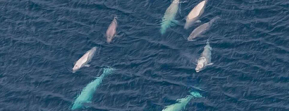 Фото: Kirill. uyutnov, CC BY-SA 4.0, commons.wikimedia.org