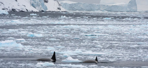 НАНЦ долучився до міжнародного проєкту в Антарктиці.