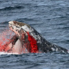 Косатки (Orcinus orca) — хижаки, які можуть ловити здобич набагато більшу за них самих. Фото: Asahi Shimbun Premium через Getty Images