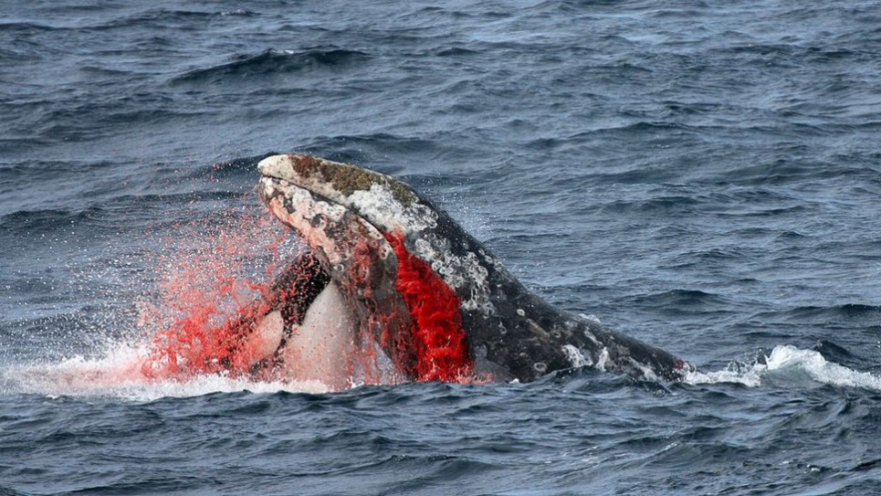 Косатки (Orcinus orca) — хижаки, які можуть ловити здобич набагато більшу за них самих. Фото: Asahi Shimbun Premium через Getty Images