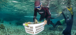 Екосистема коралового рифу: морський біолог та захисник природи Віктор Боніто (ліворуч) із вирощеними коралами Acropora на Віті-Леву, головному острові Фіджі. Фото: Tom Vierus для DIE ZEIT