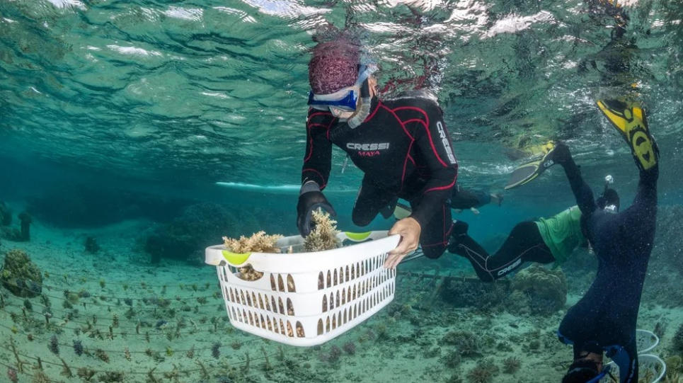 Екосистема коралового рифу: морський біолог та захисник природи Віктор Боніто (ліворуч) із вирощеними коралами Acropora на Віті-Леву, головному острові Фіджі. Фото: Tom Vierus для DIE ZEIT