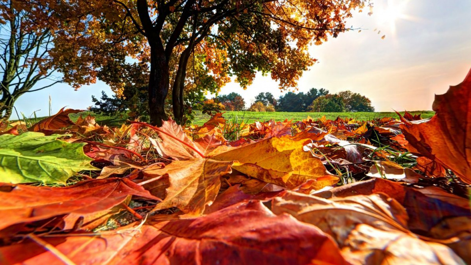 Що робити з опалим листям восени: поради від еколога