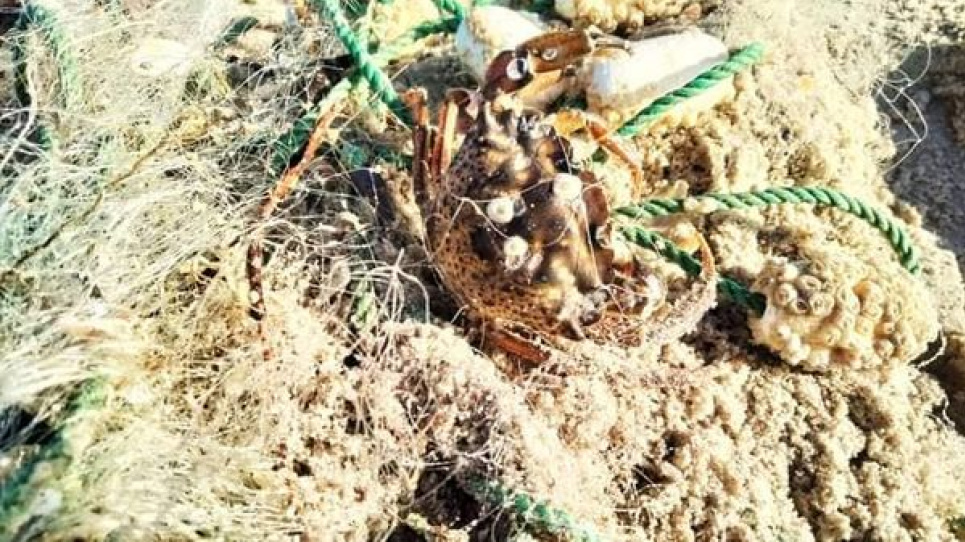 У «Тузлівських лиманах» виявили браконьєрську сітку з крабами  Виявили браконьєрську сітку з крабами Одещина