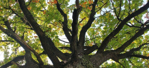 Дуб из Львовщины претендует на звание европейского дерева
