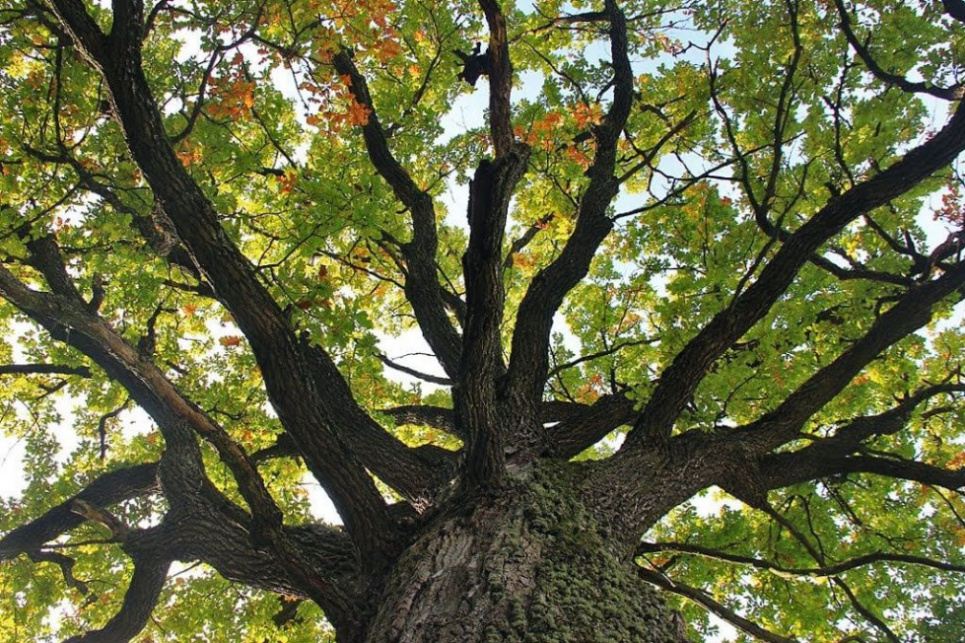 Дуб з Львівщини претендує на звання європейського дерева