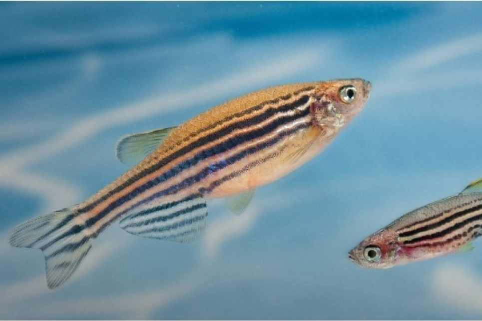 Науковці знайшли молекулу в мозку, яка «примушує» визнати поразку Рибки даніо