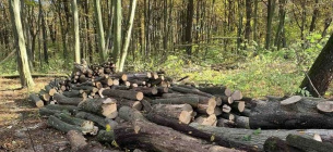 На території Щиборівської ОТГ виявлено незаконну рубку дерев
