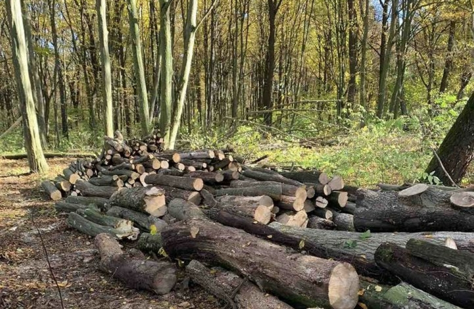 На території Щиборівської ОТГ виявлено незаконну рубку дерев
