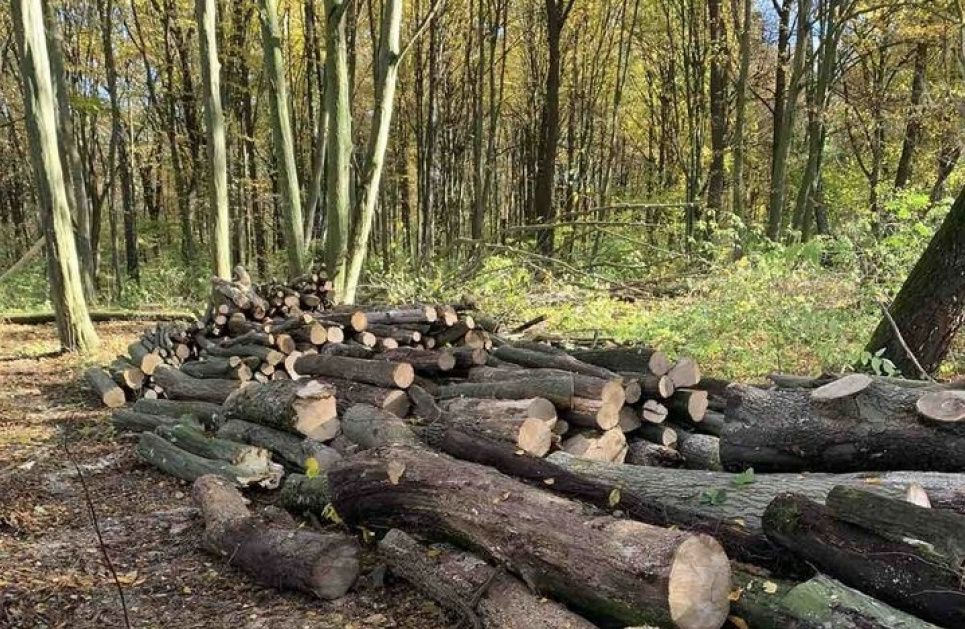 Підприємство на Хмельниччині займалось незаконною рубкою дерев На території Щиборівської ОТГ виявлено незаконну рубку дерев