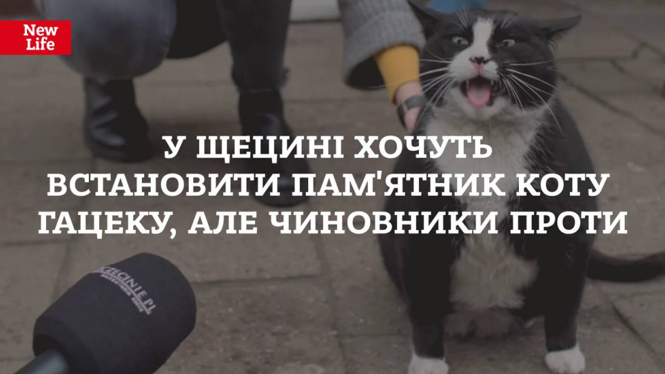 Польська влада заборонила встановлення памятника коту