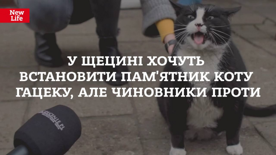 Польська влада заборонила встановлення пам'ятника коту Польська влада заборонила встановлення памятника коту