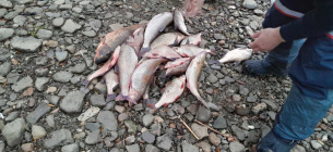 На Буковині двоє рибалок завдали збитків державі 