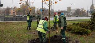 Стійкі до буревіїв дерева почали висаджувати у Києві