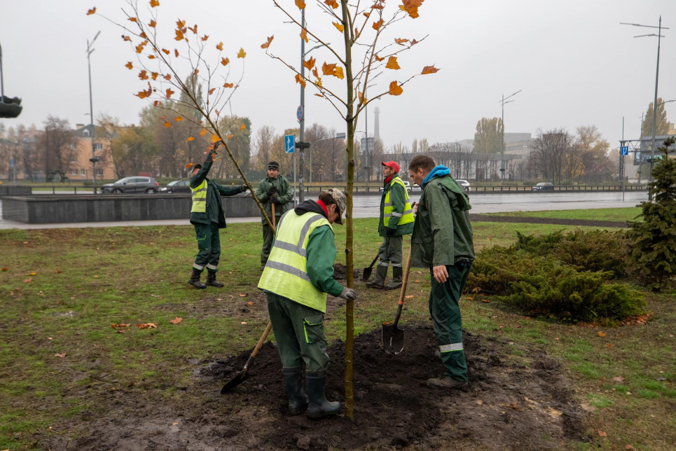 Стійкі до буревіїв дерева почали висаджувати у Києві