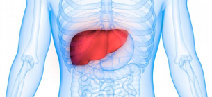 Вчені назвали нестаріючий орган людини печінка