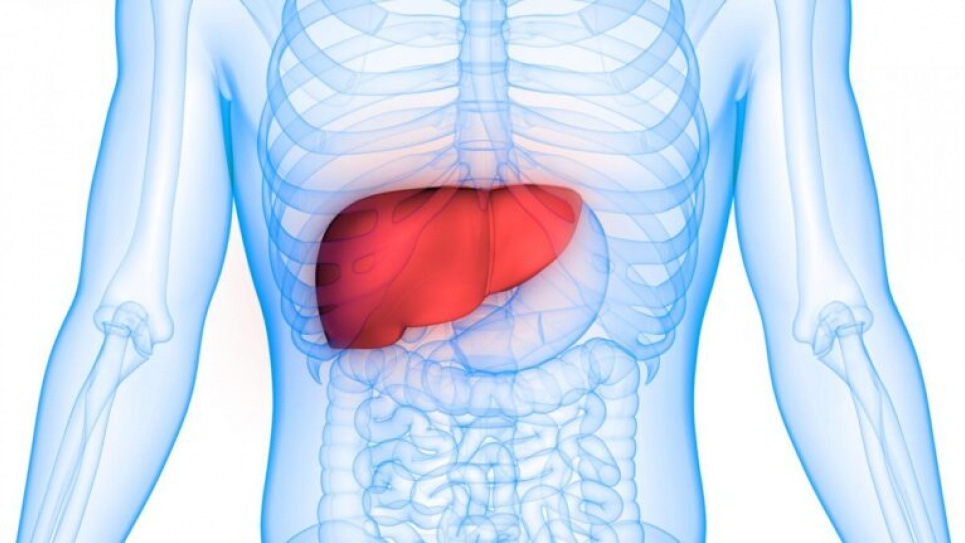 Вчені назвали нестаріючий орган людини печінка