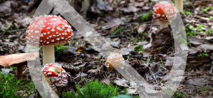 Смерть від грибів Одещина смертельний випадок отруєння