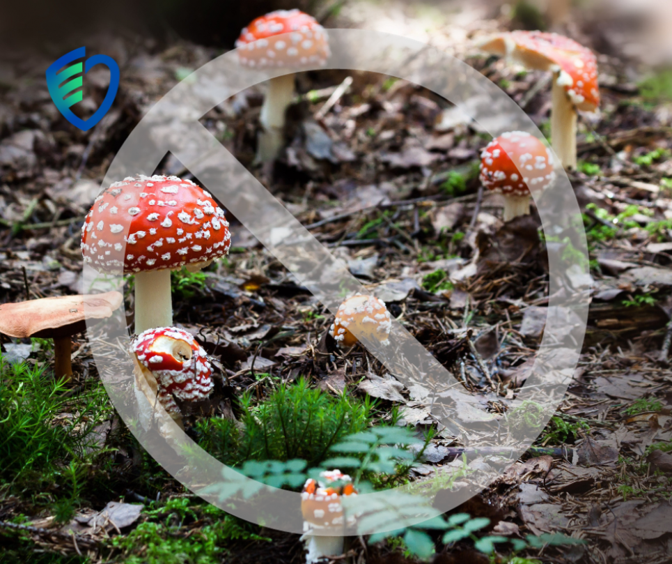 Смерть від грибів Одещина смертельний випадок отруєння