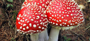 Опасный яд: после грибов попал в больницу