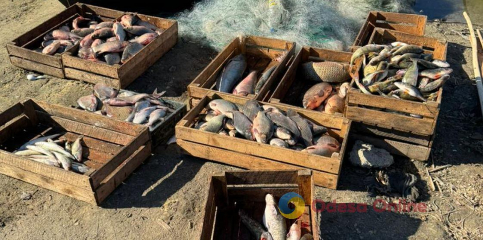 На Кіровоградщині незаконно наловили риби на майже 700 тисяч гривень