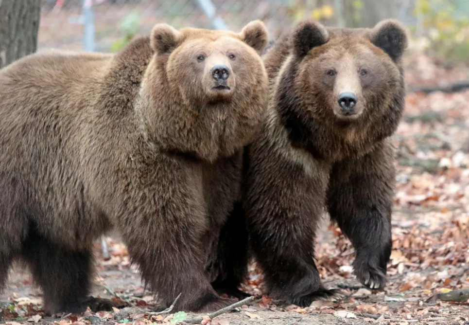 Приют стал экологичным домом для 30 медведей.