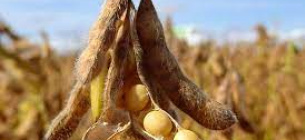 У Мінагро назвали культури, які стануть найприбутковишими для аграріїв у 2023 році