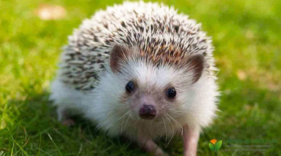 Посідають четверте місце в топ-10 тварин, які найчастіше заражають інших сказом: чому не варто чіпати диких їжаків Фото з соцмереж