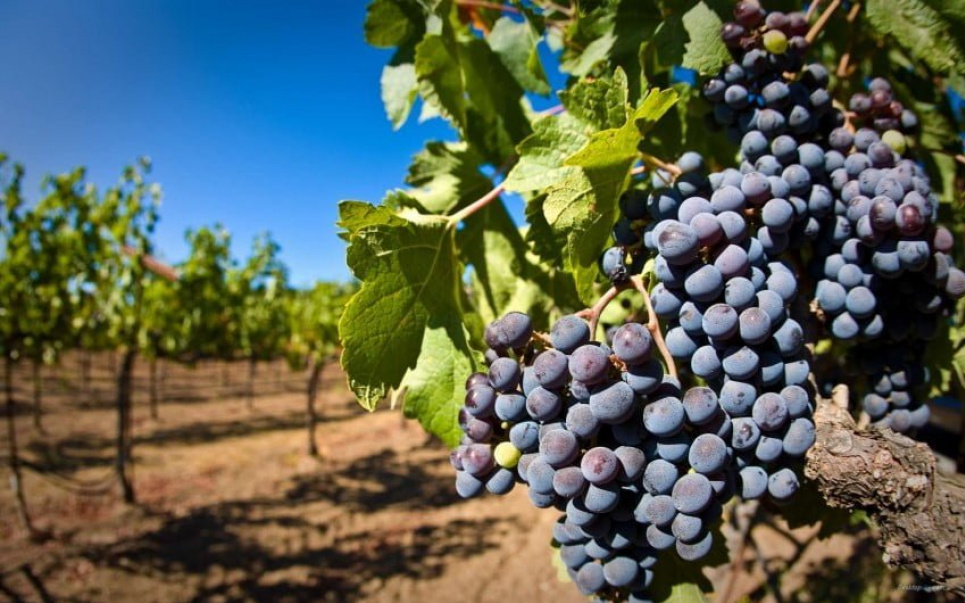 День виноградаря и винодела Украины