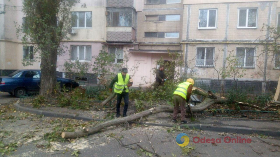 Сильний вітер в Одесі валить дерева містян просять обмежити пересування вулицями