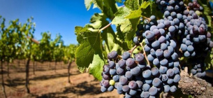 Як отримати 330 тис. грн для висадки одного гектара винограду