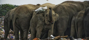 Стадо диких індійських слонів пасеться на сміттєзвалищі в Ампарі на сході Шрі-Ланки. Лютий 2020 року. Фото: Tharmapalan Tilaxan, CC BY-SA 4.0, commons.wikimedia.org