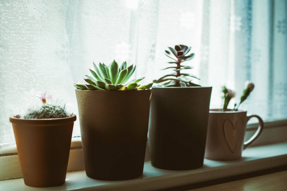 Удобрение для комнатных растений Полезные советы