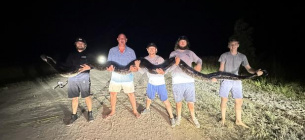 П'ятеро чоловіків підкорили 5-метрового бірманського пітона у Флориді