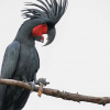 Чорний пальмовий какаду з барабанною паличкою. Фото: Science News Explores