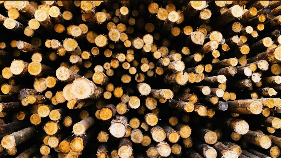 Охорона довкілля: стовбури дерев на місці лісопилки. Фото: Philipp von Ditfurth/dpa
