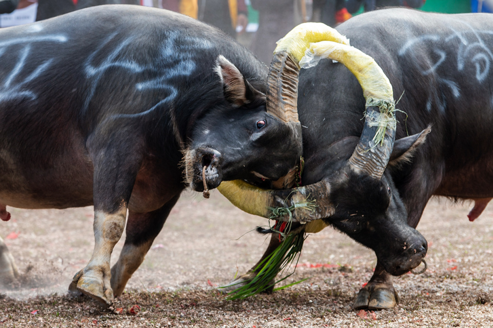 Бій биків на стадіоні в повіті Цунцзян, південно-західна китайська провінція Гуйчжоу, 18 листопада 2023 року. Фото: Reuters