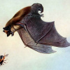 Пергач пізній (Eptesicus serotinus)