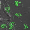 Так светятся ловушки хищного гриба Arthrobotrys oligospora. Фото: Hung-Che, PLOS Biology