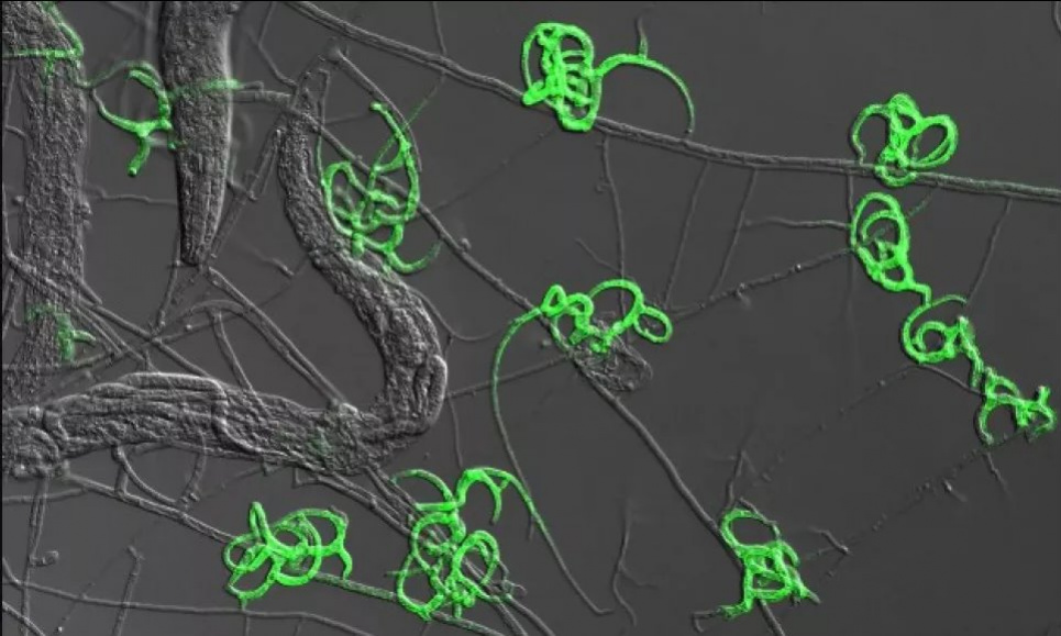 Так светятся ловушки хищного гриба Arthrobotrys oligospora. Фото: Hung-Che, PLOS Biology