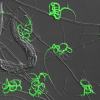 Так світяться пастки хижого гриба Arthrobotrys oligospora. Фото: Hung-Che, PLOS Biology