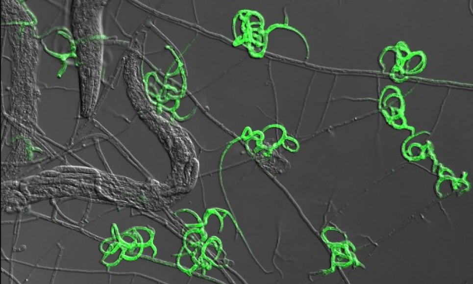 Так світяться пастки хижого гриба Arthrobotrys oligospora. Фото: Hung-Che, PLOS Biology