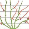 Обрізка троянд навесні: як не вбити майбутній цвіт і омолодити кущ