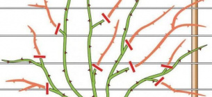 Обрезка роз весной: как не убить будущий цветок и омолодить куст