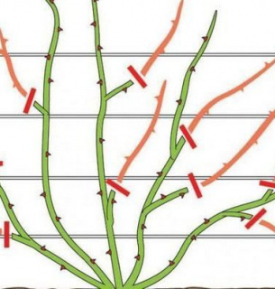 Обрезка роз весной: как не убить будущий цветок и омолодить куст