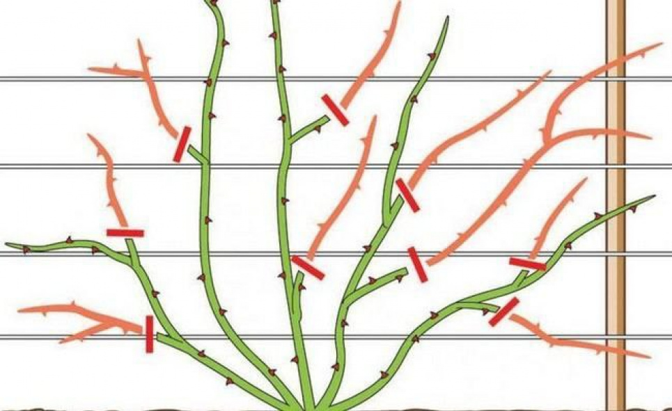 Обрезка роз весной: как не убить будущий цветок и омолодить куст